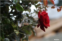 8abe547c-IMG_9919 Don Juan.jpg